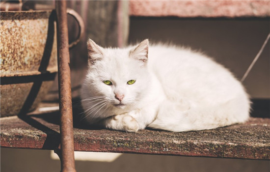 益生菌是什么东西 猫咪益生菌到底有什么用