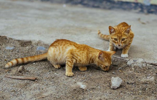 猫被抛弃会在原地吗 谁说猫咪冷血!