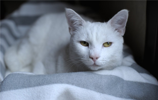 博汪猫粮能吃多久 猫咪不同所需的食量也不同