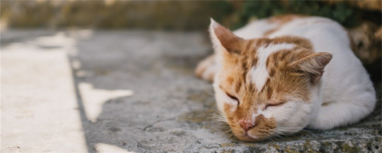 怎么协助猫咪吐毛球 化毛膏和猫草哪个效果更好