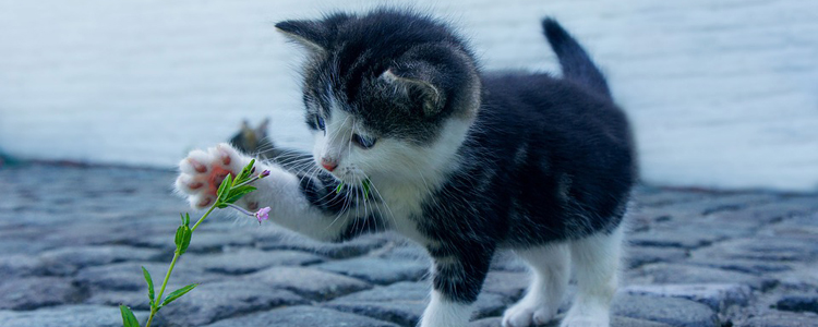 猫咪能吃生鱼吗 可能是导致寄生虫的诱因