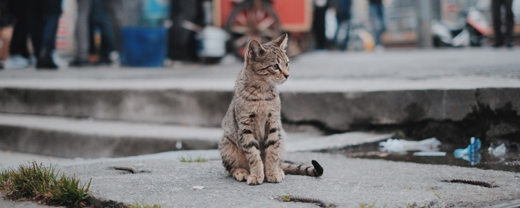 猫冬天可以养在室外吗 你想过后果能承受吗？