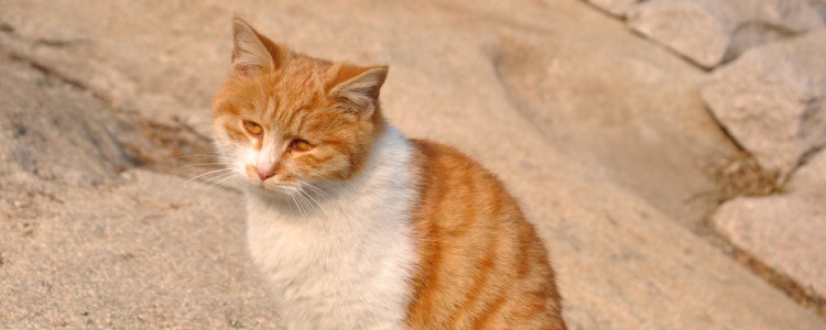 猫穿衣服不会走多久能适应 多久的时间猫咪都不会适应的！