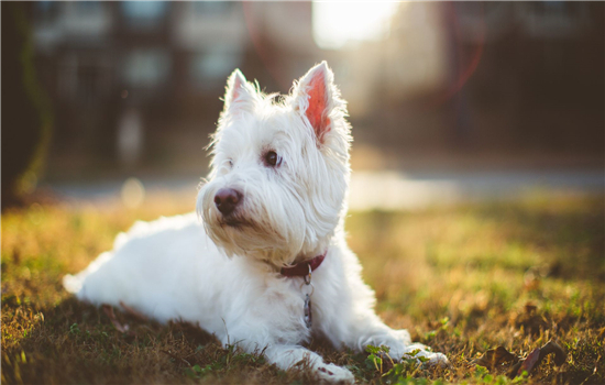 博美犬容易掉毛吗? 掉毛严重该怎么办？