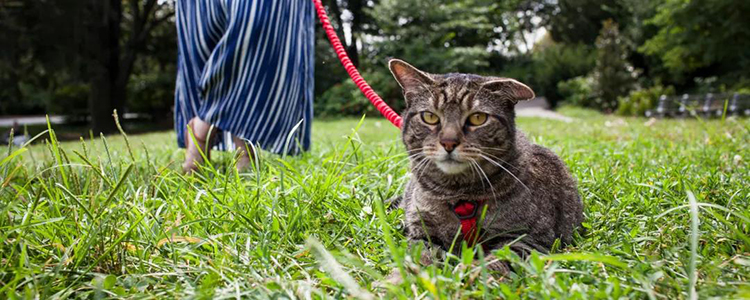 怎么让猫清洁自己菊花 清洁屁股是猫咪天性