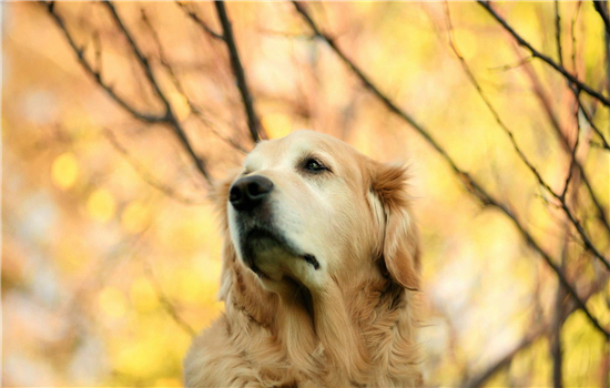 秋田犬容易掉毛吗 只要主人多加强护理就好了！