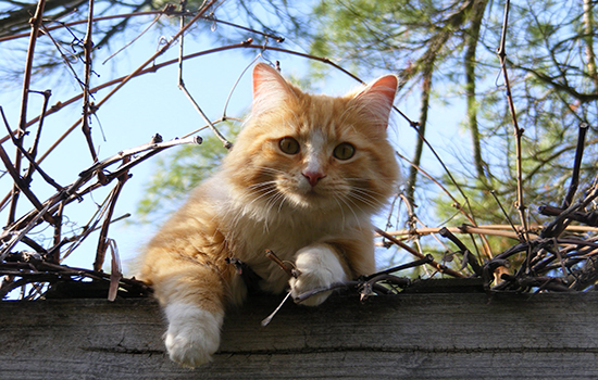 猫咪冲主人叫的原因 你是不是忽略它太久了