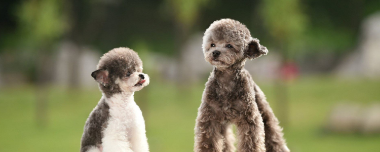 贵宾犬耳朵臭怎么办 及时清洁耳道卫生！