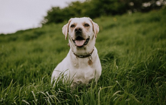 拉布拉多幼犬怎么喂养 拉布拉多幼犬怎么喂才科学