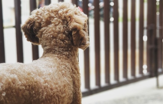 贵宾犬爱吃什么零食 贵宾犬喜欢的零食有哪些