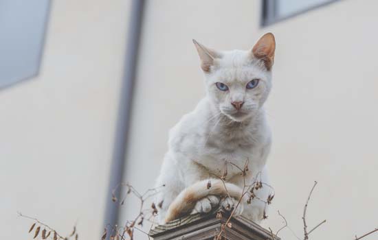 猫为什么喜欢睡在人的脖子上 寻找更多的安全感