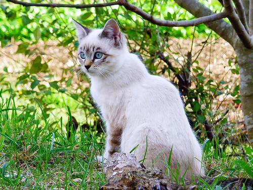 猫为什么会啃树枝 猫为什么喜欢吃树枝花草