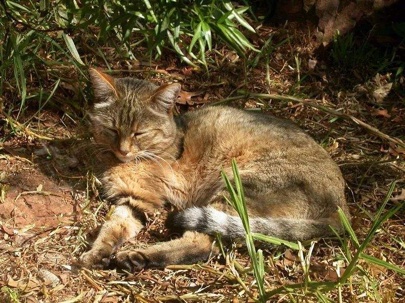 野猫为什么会攻击人 野猫为什么突然咬人