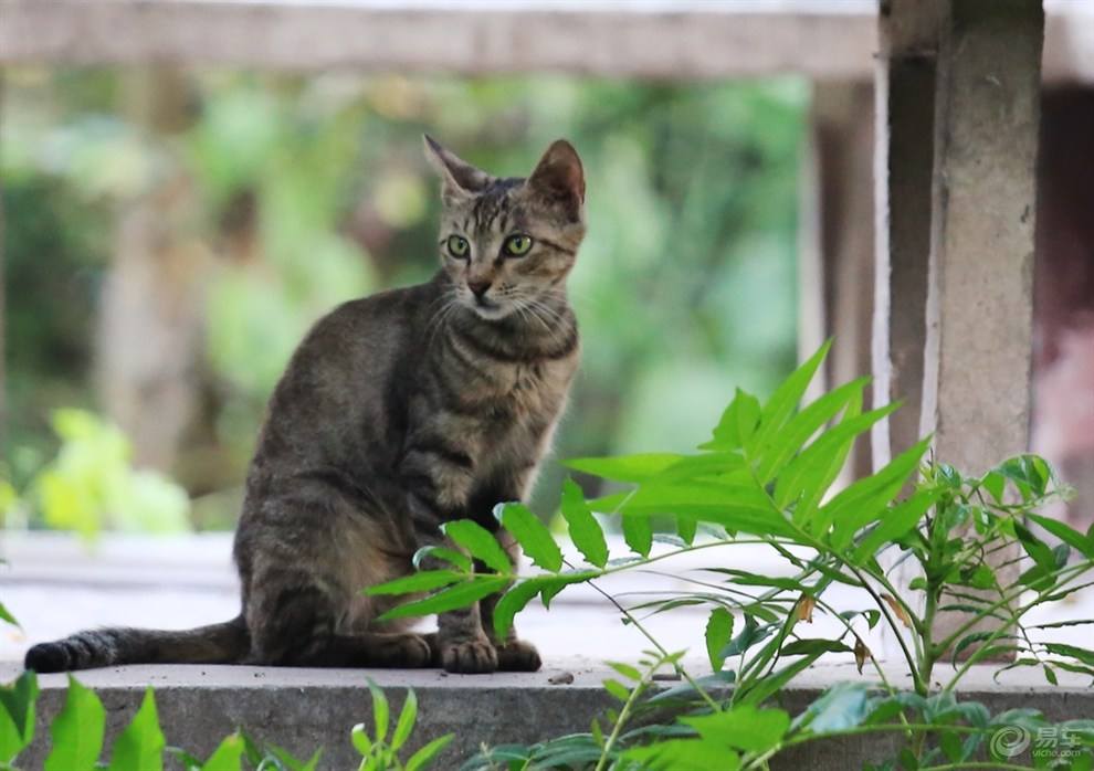 狸花猫为什么几天不回家 不喜欢主人了