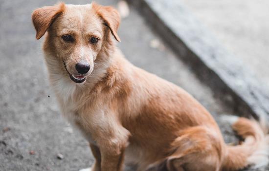 中华田园犬怕热吗？ 中华田园犬会不会怕热