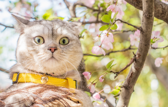 打完妙三多猫咪发烧 打完妙三多猫咪发烧正常吗