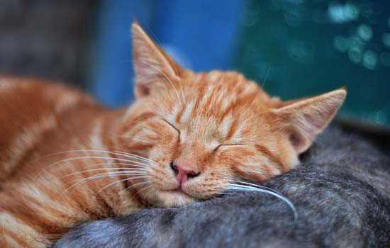 猫吃生肉的好处和坏处 喂猫吃生肉的利弊