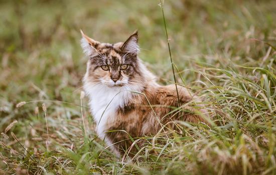 猫咪突然咬住袖子不放 猫咪突然咬住东西不放