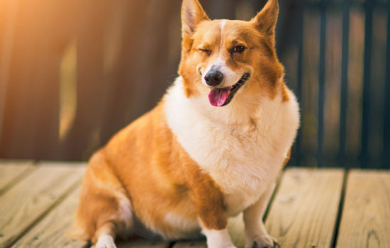 柯基犬会护主人吗