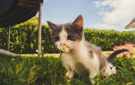 医用酒精对猫咪有害吗 百分之75医用酒精对猫咪有害吗