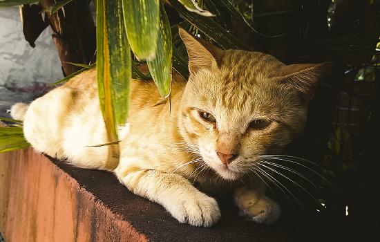 猫薄荷对猫科动物都有效吗 猫薄荷对猫科动物都有用吗