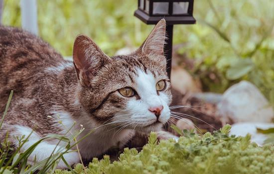 猫薄荷可以驱蚊吗 猫薄荷可以虫吗