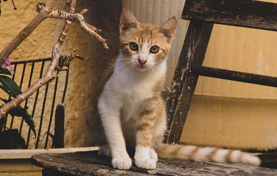 猫吃鸡肝的好处 猫吃鸡肝有什么影响