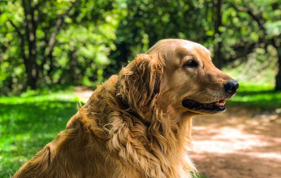 金毛犬眼睛流泪怎么治