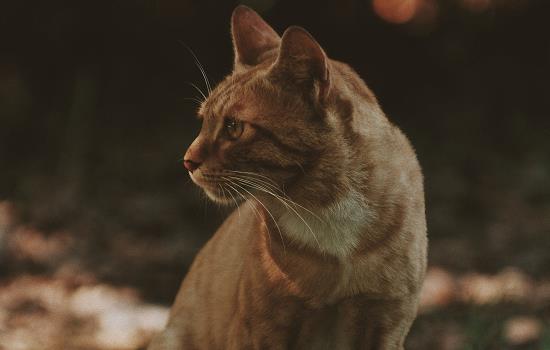 猫草的种子是什么样子的 猫草的种子长什么样