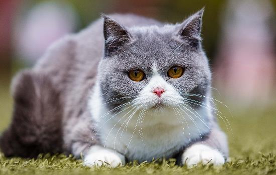 种猫草需要每天浇水吗 种猫草每天浇多少水