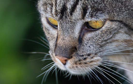 猫营养膏可以天天吃吗 猫咪的营养膏可以天天吃吗