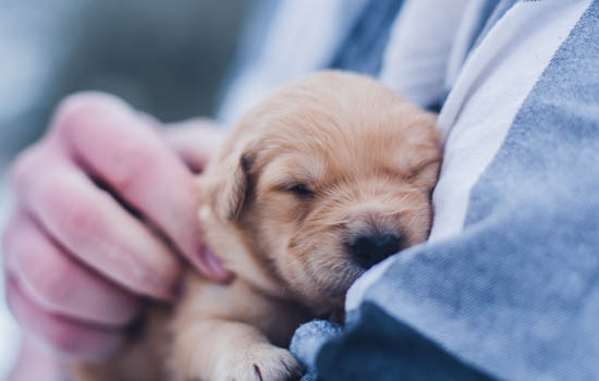 幼犬吃磨牙棒有危险吗