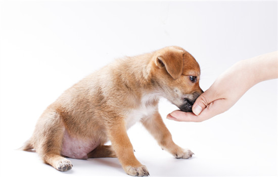 幼犬可以吃鸡胸肉吗