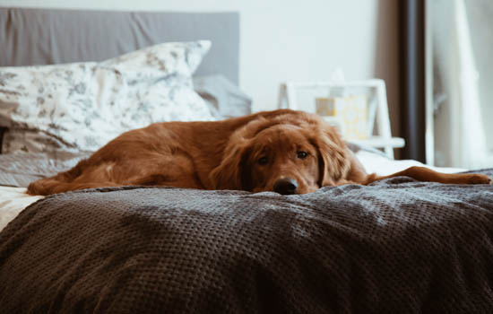 犬窝咳能自愈吗