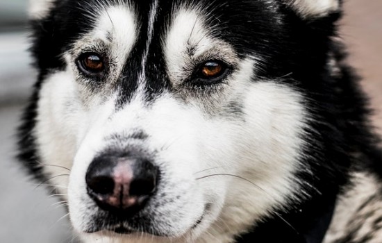 雪犬是什么狗 雪犬是什么品种的狗