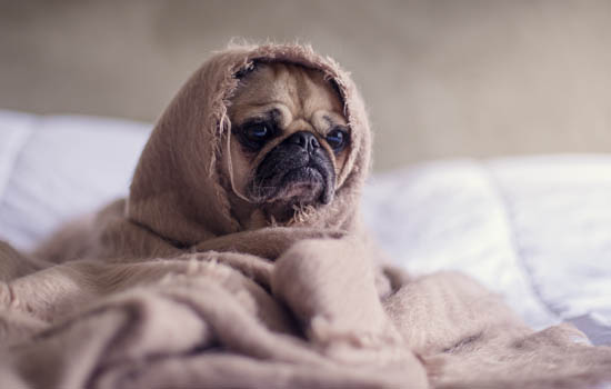 幼犬不吃东西还呕吐怎么办