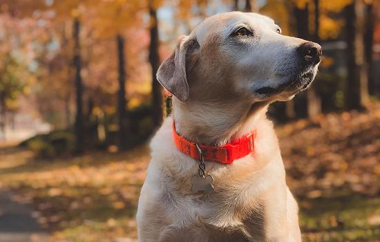 中华田园犬吃什么 中华田园犬吃什么好