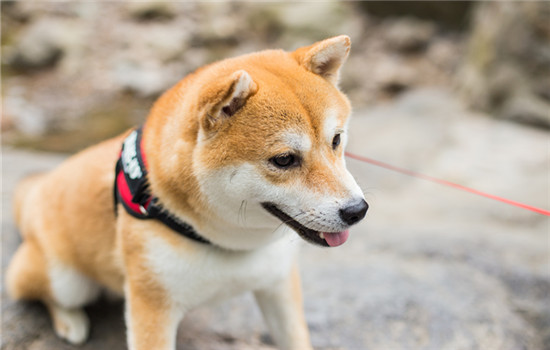 狗狗营养膏吃多了会怎样