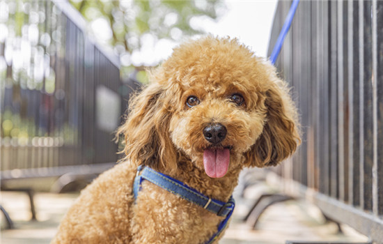 泰迪犬指甲怎么剪