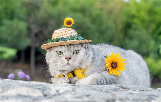 打猫屁股会造成什么