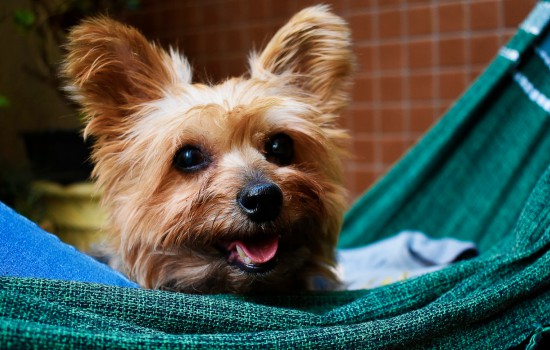 犬瘟的神经症状是什么 犬瘟后期出现的神经症状是怎么样的