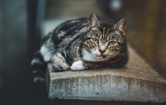 猫咪生完小猫注意什么