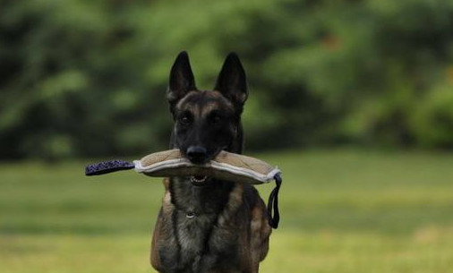 马犬几个月停止生长