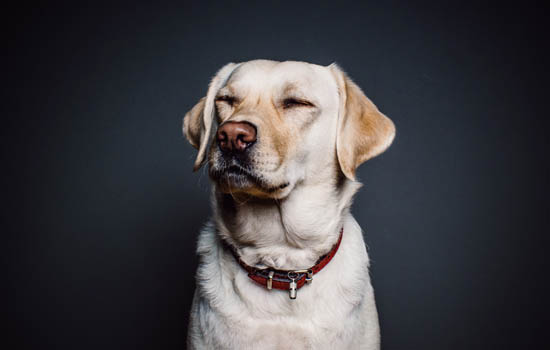 狗是怎么得狂犬病的