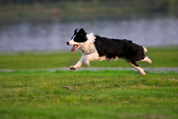 边境牧羊犬有什么缺点