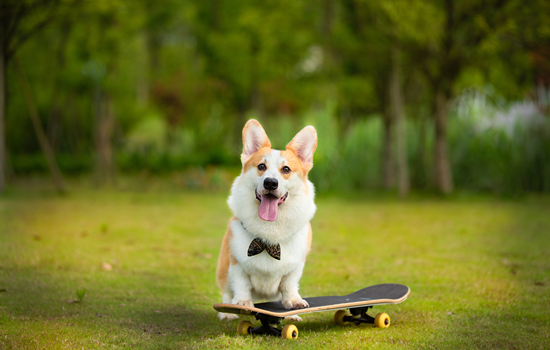 柯基犬适合家里养吗 柯基犬适合家里养的原因