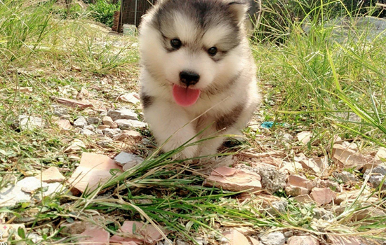 为什么手不能让幼犬舔