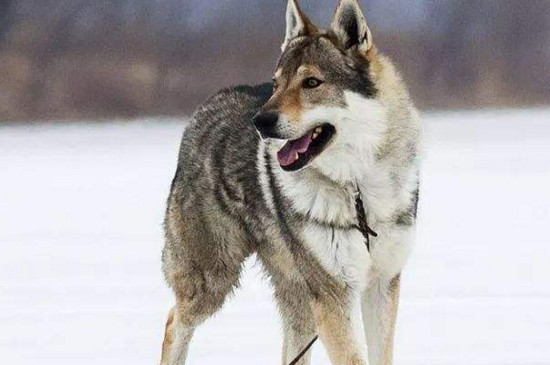 捷克狼犬在中国禁养吗