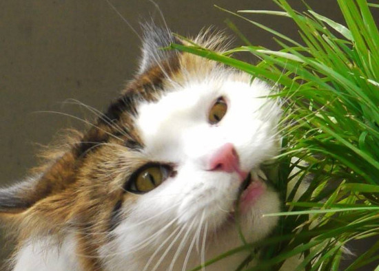 猫咪几个月可以吃猫草