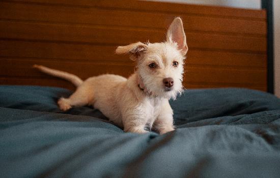 幼犬狗粮怎么喂才好吃 幼犬狗粮怎么喂